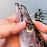 太刀魚の歯